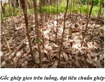 gốc-ghép-gieo-trên-luống_1641059951.png