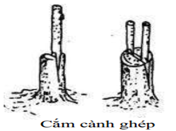 cắm-cành-ghép4_1647243170.png