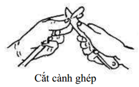 cắt-cành-ghép1_1647243129.png