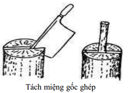 tách-miệng-gốc-ghép3_1647243220.png