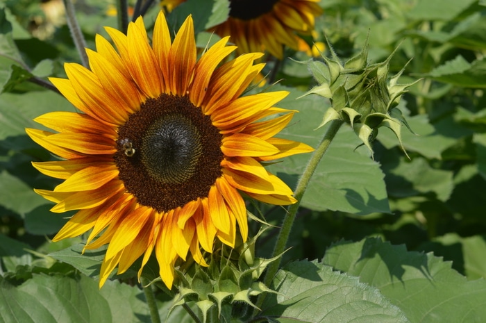 Firecracker-Sunflower_1666776228.jpg