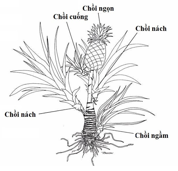 nhan-giong-choi-3_1698131796.jpg