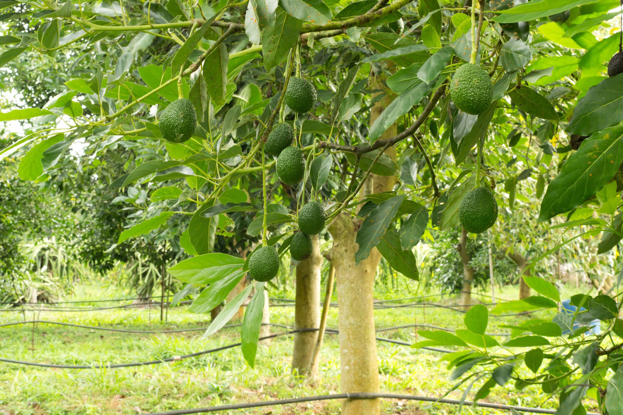 Avocado-Tree-1_1629341569.jpg