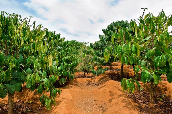 The-Science-of-Coffee-growing_1622010674.jpg