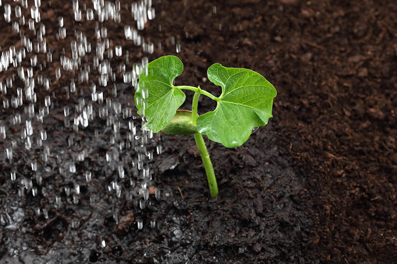 Watering-Young-Bush-Bean-Plant_1624591133.jpg