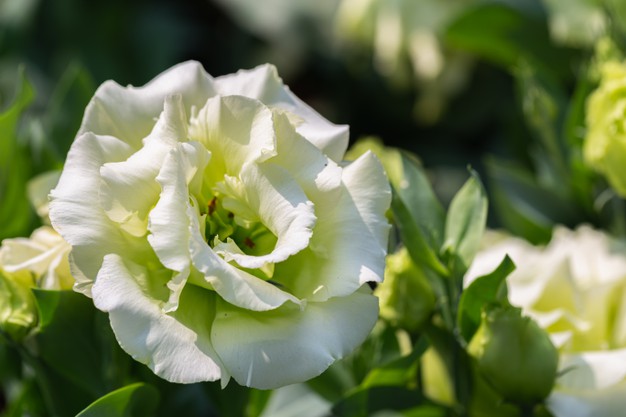 beautiful-lisianthus-flowers-garden_34070-793_1623342674.jpg