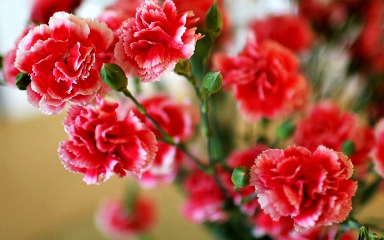 Ý nghĩa của hoa Cẩm chướng  100 ảnh hoa cẩm chướng full HD