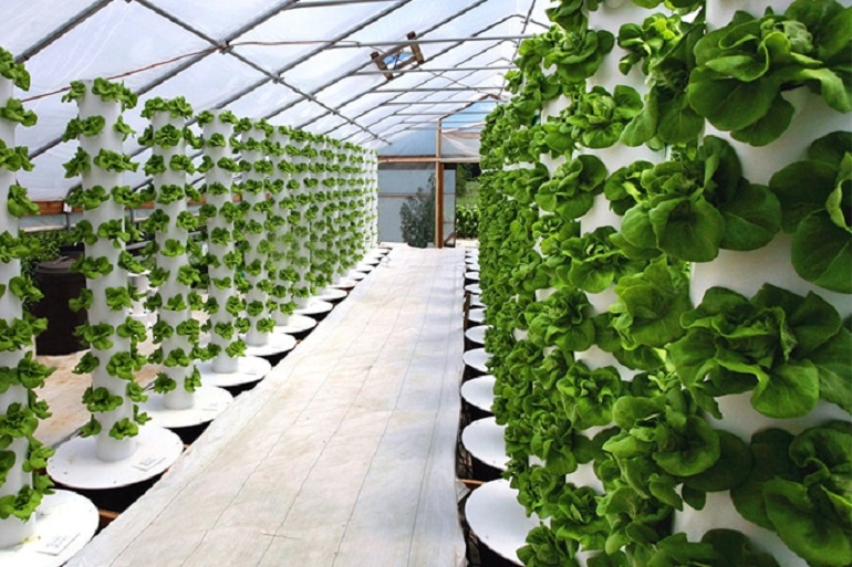 Cách trồng rau thuỷ canh tại nhà cho người mới năm 2023